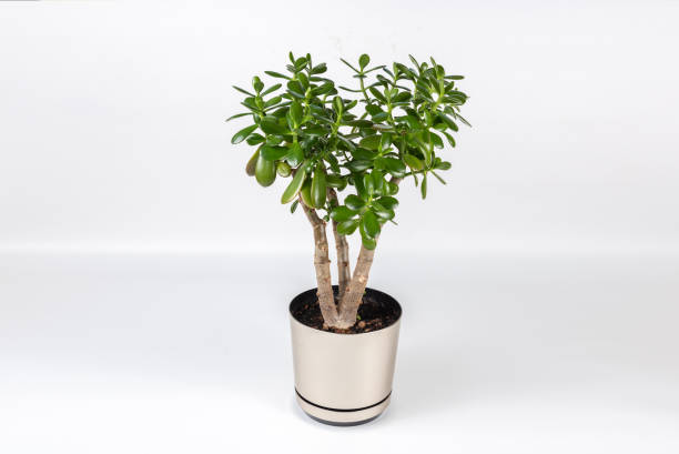 istock Succulent houseplant Crassula in a pot on a white background 1086387224