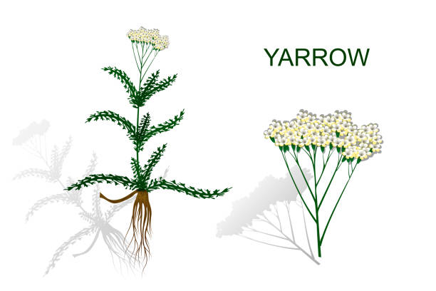 illustrations, cliparts, dessins animés et icônes de image de botanique des racines de l’achillée millefeuille et inflorescence. - yarrow