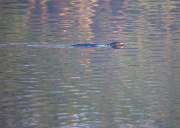 istock Asian water monitor (Varanus salvator) 1086389684