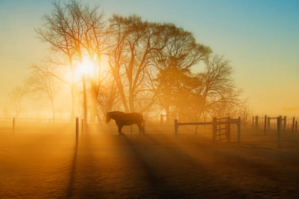 лошадь в движении на рассвете в тумане - farm fence landscape rural scene стоковые фото и изображения