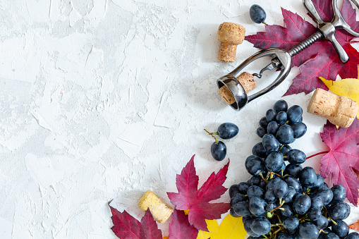 Black grapes, corkscrew, cork and autumn leaves on textured white background. Top view.