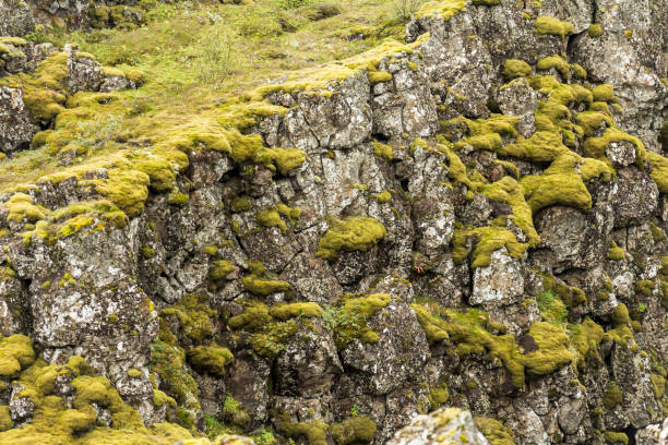 istock Rough Iceland landscape at Thingvellir national park 1086393194