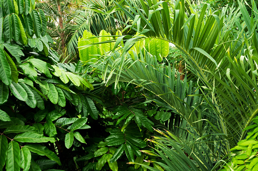 Close up coconut palm trees