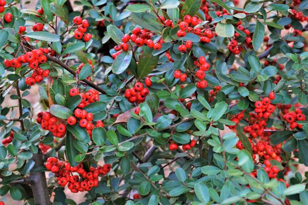 istock Pyracantha or firethorn in the Winter 1086395368