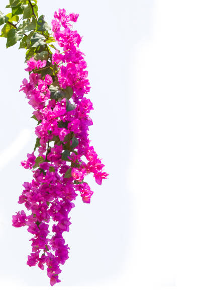 istock Bougainvilleas isolated on white background. 1086399140
