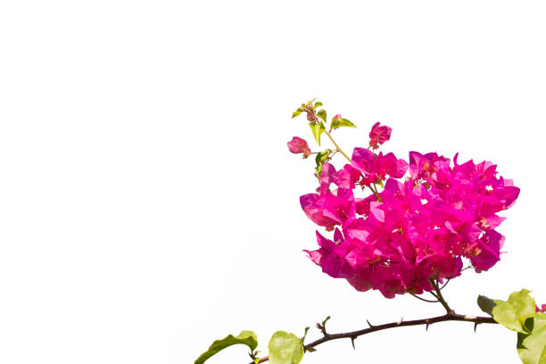istock Bougainvilleas isolated on white background. 1086399156