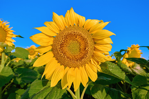 Sunflower on the Background of a Blue Sky