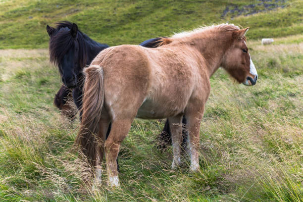 istock Two Iceland horses together on the grass 1086411390