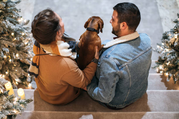 couple attentionné et leur chien brun mignon - christmas dachshund dog pets photos et images de collection