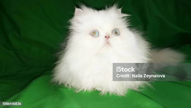 ペルシャ猫 イラスト素材 シャム猫 アメリカンショートヘア ロシアンブルー Istock ペルシャ猫パターン漫画バッグ Mintsushiutah Com ペルシャ猫 イラスト素材 シャム猫 アメリカンショートヘア ロシアンブルー Istock ペルシャ猫パターン漫画バッグ Mintsushiutah Com