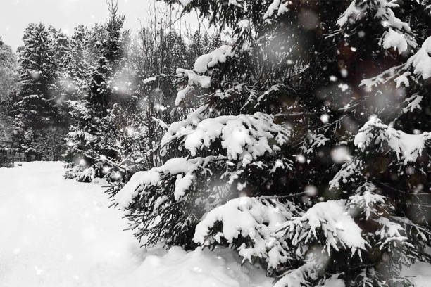 choinki wzdłuż drogi. zimowy krajobraz wiejski. zima, śnieg, boże narodzenie lub nowy rok. abstrakcyjne tło, miękka ostrość - christmas winter non urban scene pine tree zdjęcia i obrazy z banku zdjęć