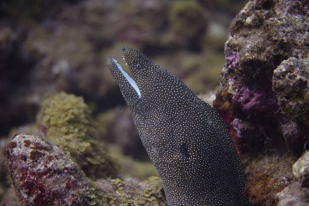 istock Whitemouth Moray Eel on Coral Reef 1086420664