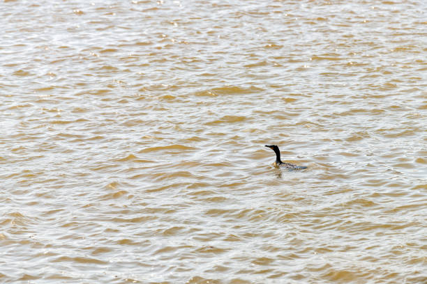 One double crested, double-crested cormorant bird swimming in Potomac river water in Washington DC at spring, springtime
