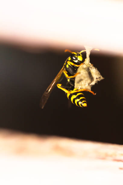 istock Close up of Wasp Building Handing Nest 1086422896