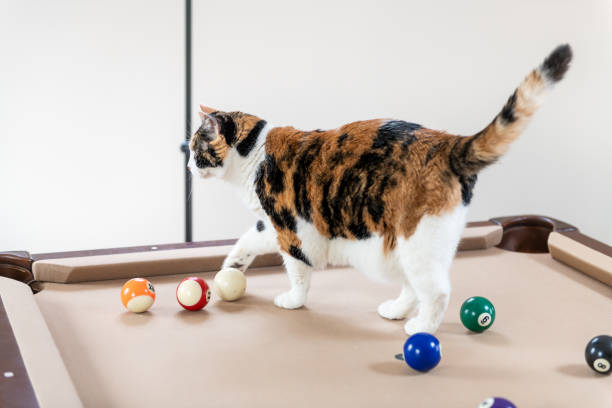 istock Curious calico cat walking, standing on top of billiard, pool table, striking, breaking with paw white ball, game of snooker, balls set in living room of home, house, apartment 1086422932