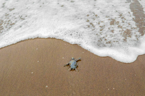 Baby Green Sea Turtle dashing to the Sea Green Sea Turtle (Chelonia mydas), Hatchling Entering the Ocean, Tortuguero National Park, Costa Rica limon province photos stock pictures, royalty-free photos & images