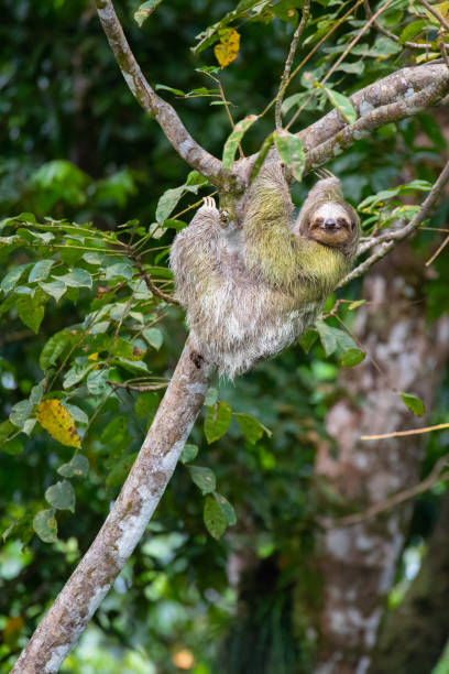 istock Brown-Throated Three-Toed Sloth, Costa Rica 1086423008