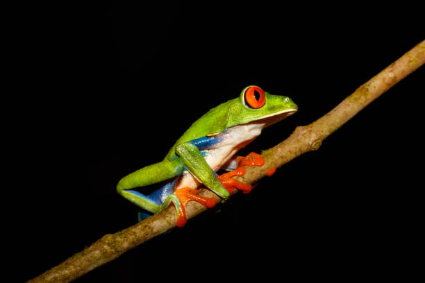 istock Red-Eyed Tree Frog at Night, Costa Rica 1086423054