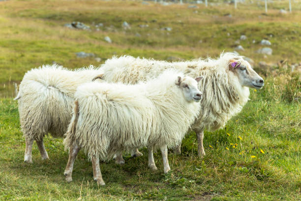 istock Icelandic sheeps on green grass, Raudisandur beach, Iceland 1086424536