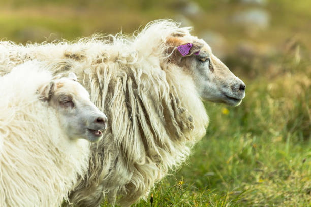istock Icelandic sheeps on green grass, Raudisandur beach, Iceland 1086424568