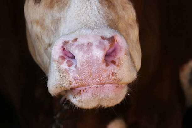 istock It lies in a cow barn.ruminant cow, close-up 1086426826