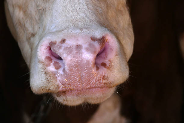 istock It lies in a cow barn.ruminant cow, close-up 1086426840