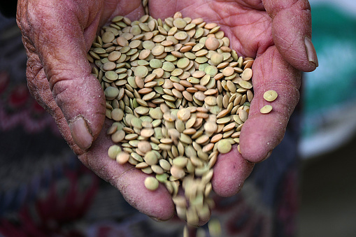 newly harvested green lentils, a farmer shows the lentils,a farmer's labor, green lentil harvest,