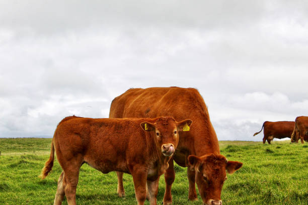 Cow-Calf Pair in Ireland