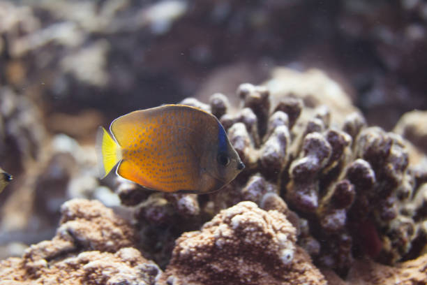 istock Sunburst Butterflyfish on Coral Reef 1086427266