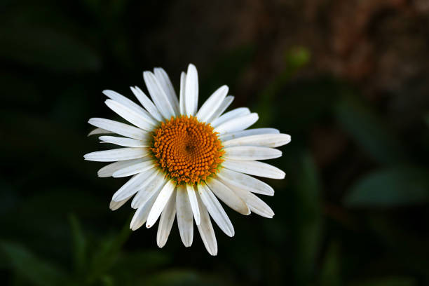 large-leaved chamomile flowers, the most beautiful daisies,