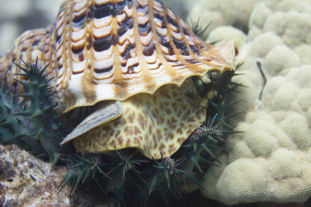 Triton’s Trumpet Eating Crown-of-Thorns Starfish on Coral Reef off Kona, the Big Island, Hawaii