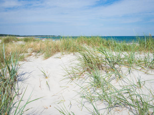 istock Sandy dunes on a beach of Baltic Sea, Germany 1086430014