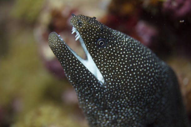 istock Whitemouth Moray Eel on Coral Reef 1086430336