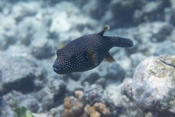 istock Guineafowl Puffer on Coral Reef 1086431678