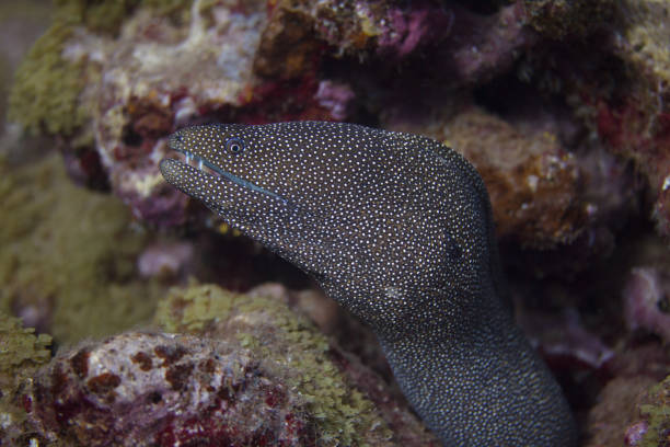 istock Whitemouth Moray Eel on Coral Reef 1086431694