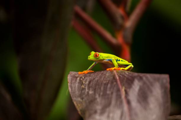 agalychnis callidryas (agalychnis callidryas) - red frog foto e immagini stock