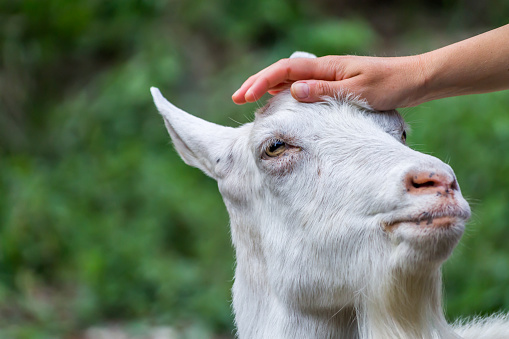 A girl petting a goat