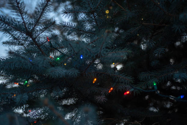 istock branches of blue spruce Christmas tree with illuminated lights 1086442748