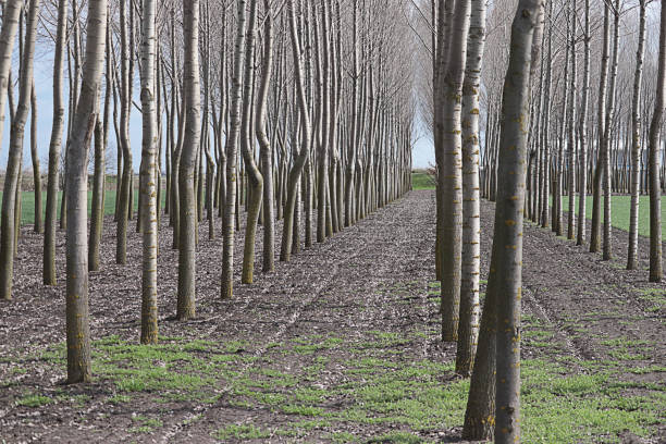 istock Alley in the Forest 1086442806