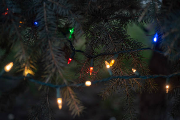 istock branches of blue spruce Christmas tree with illuminated lights 1086443046