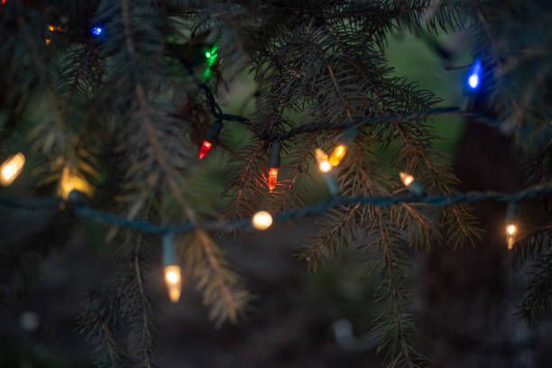 istock branches of blue spruce Christmas tree with illuminated lights 1086443050