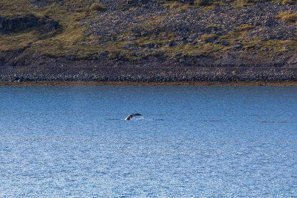 Whale in fjord of west fjords region, Iceland Whale in fjord of west fjords region of Iceland iceland whale stock pictures, royalty-free photos & images