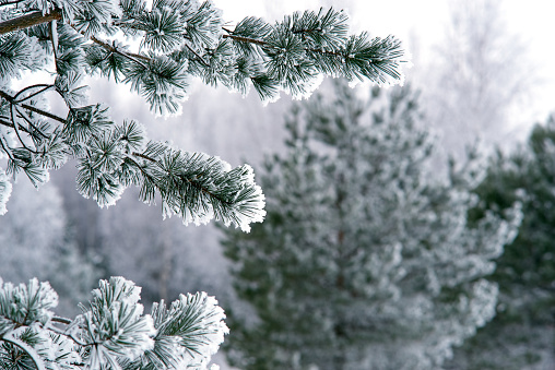 Frosted pine branches tree
