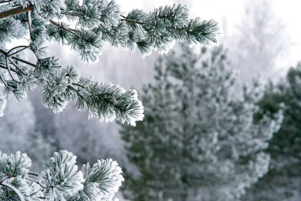 Photo of Frosted pine branches tree