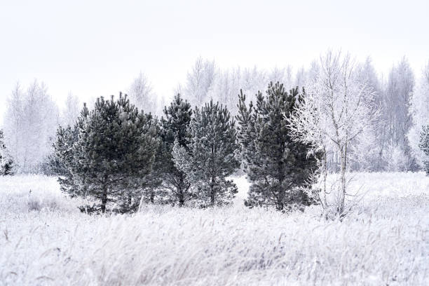 istock Winter frosted pine tree, white cloudy sky 1086444360