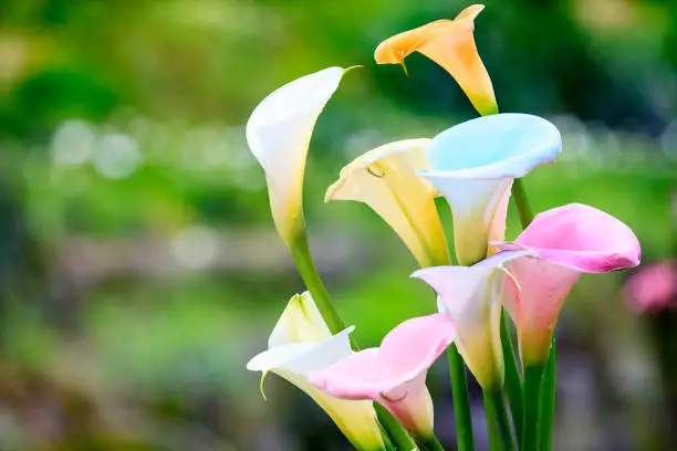 Photo of beautiful Colorful Calla Lilies with nice background color