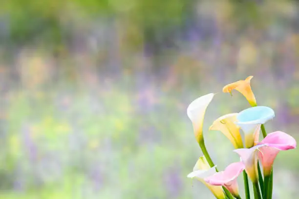 Photo of beautiful Colorful Calla Lilies with nice background color