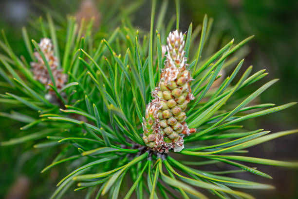 istock Spring. Young pine shoot on a blurry background close-up 1086447888