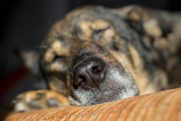 istock close-up of a muzzle of a sleeping dog 1086449332