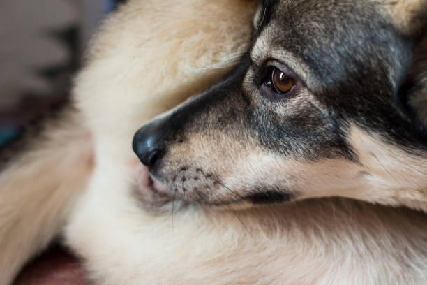 the dog licking itself